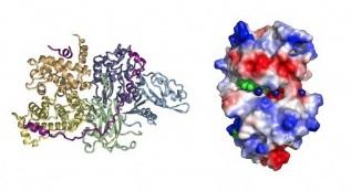 Biochemistry and Cell Biology
