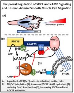 Maurice lab define reciprocal regulation of cAMP signaling and calcium channels 